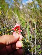 Indigofera digitata Thunb.的圖片