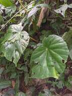 Слика од Begonia urophylla Hook.