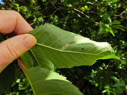 Image of Phyllonorycter cerasicolella (Herrich-Schäffer 1855)