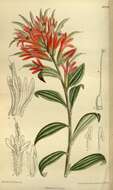 Image of giant red Indian paintbrush