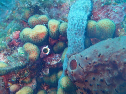 Image of Green Cactus Coral