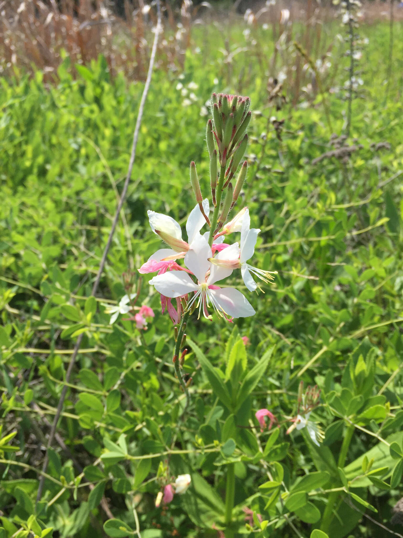 Imagem de Oenothera lindheimeri (Engelm. & A. Gray) W. L. Wagner & Hoch