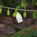 Image of Blinkworthia lycioides Choisy