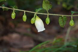 Image of Blinkworthia lycioides Choisy