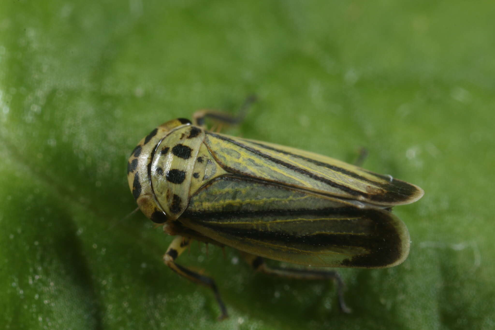 Plancia ëd Handianus (Pycnoides) flavovarius Herrich-Schaeffer 1835