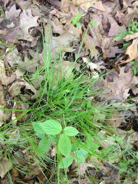 Imagem de Carex debilis var. debilis