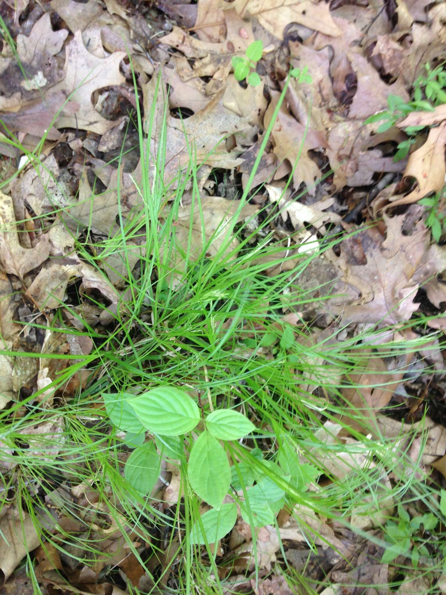 Image of white edge sedge