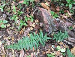 Sivun Blechnum occidentale L. kuva