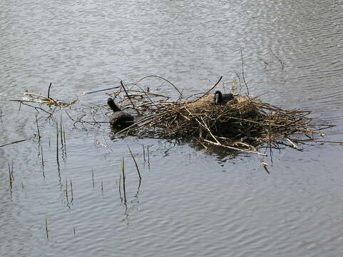 Image of Common Coot