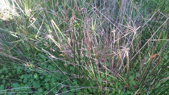 Image of Cyperus vaginatus R. Br.