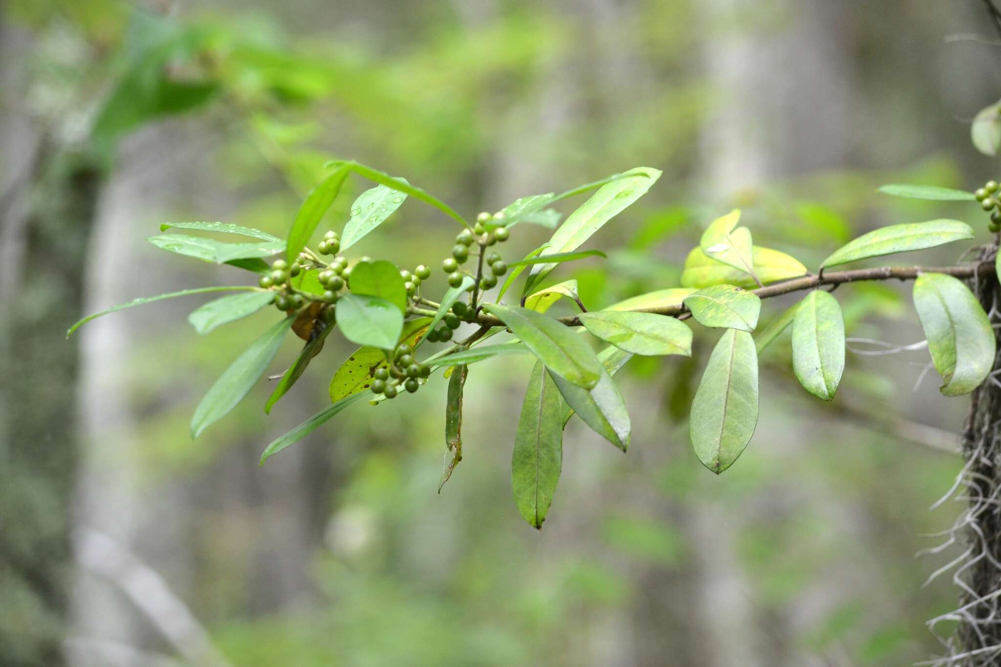 Слика од Ilex cassine L.