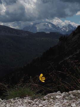 Imagem de Papaver alpinum L.