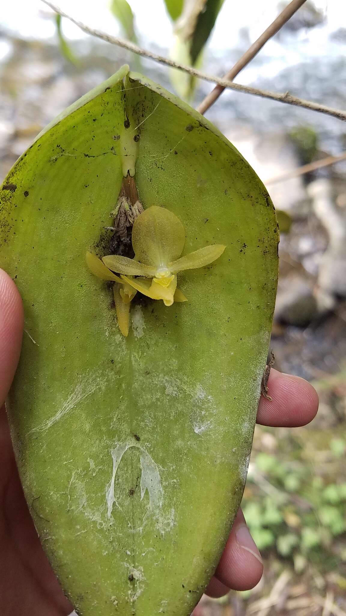 Imagem de Pleurothallis apopsis Luer