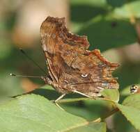 Image of Comma