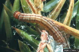 Image of Juniper webworm