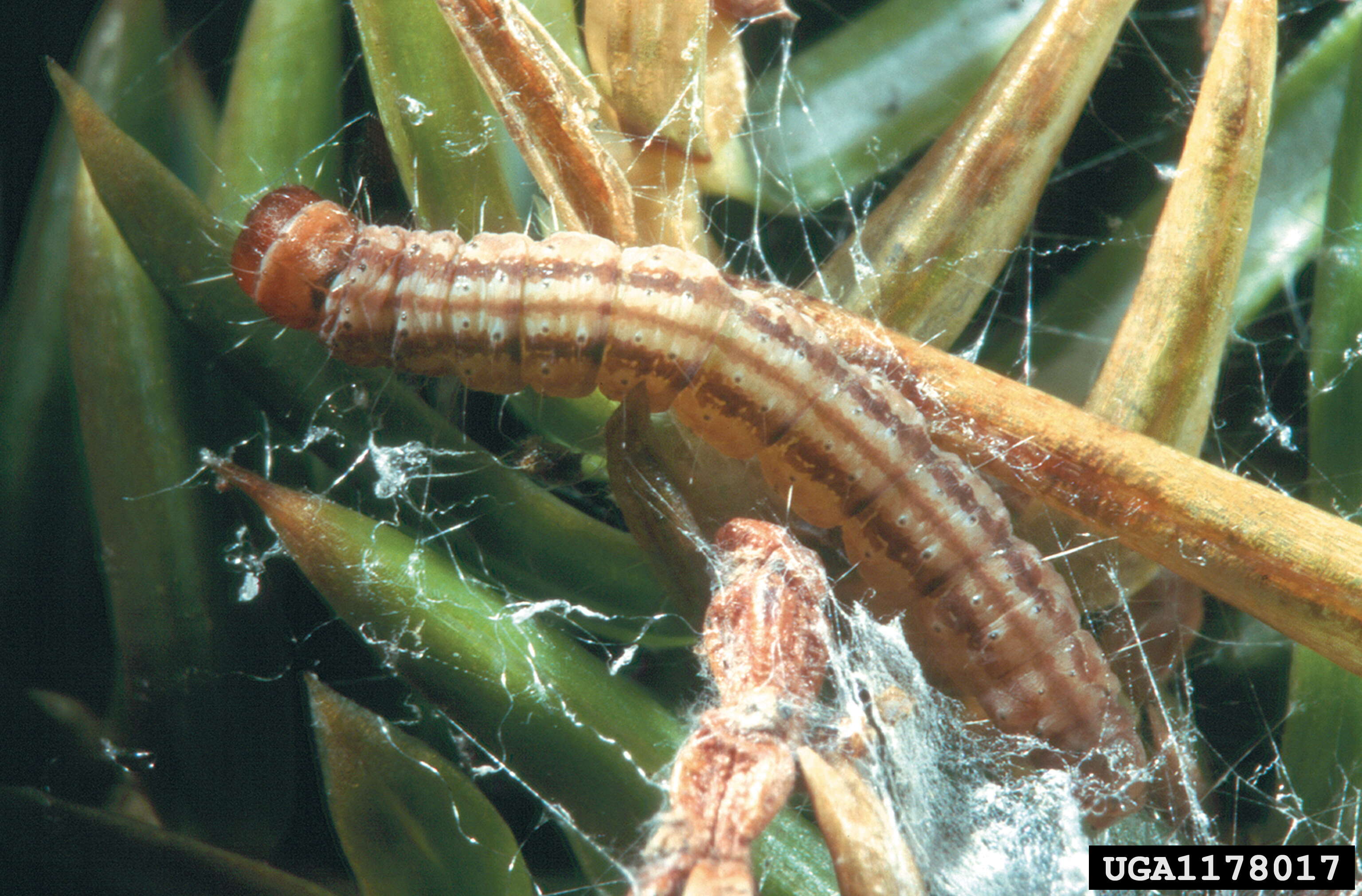 Image of Juniper webworm