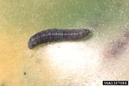 Image of Tomato pinworm