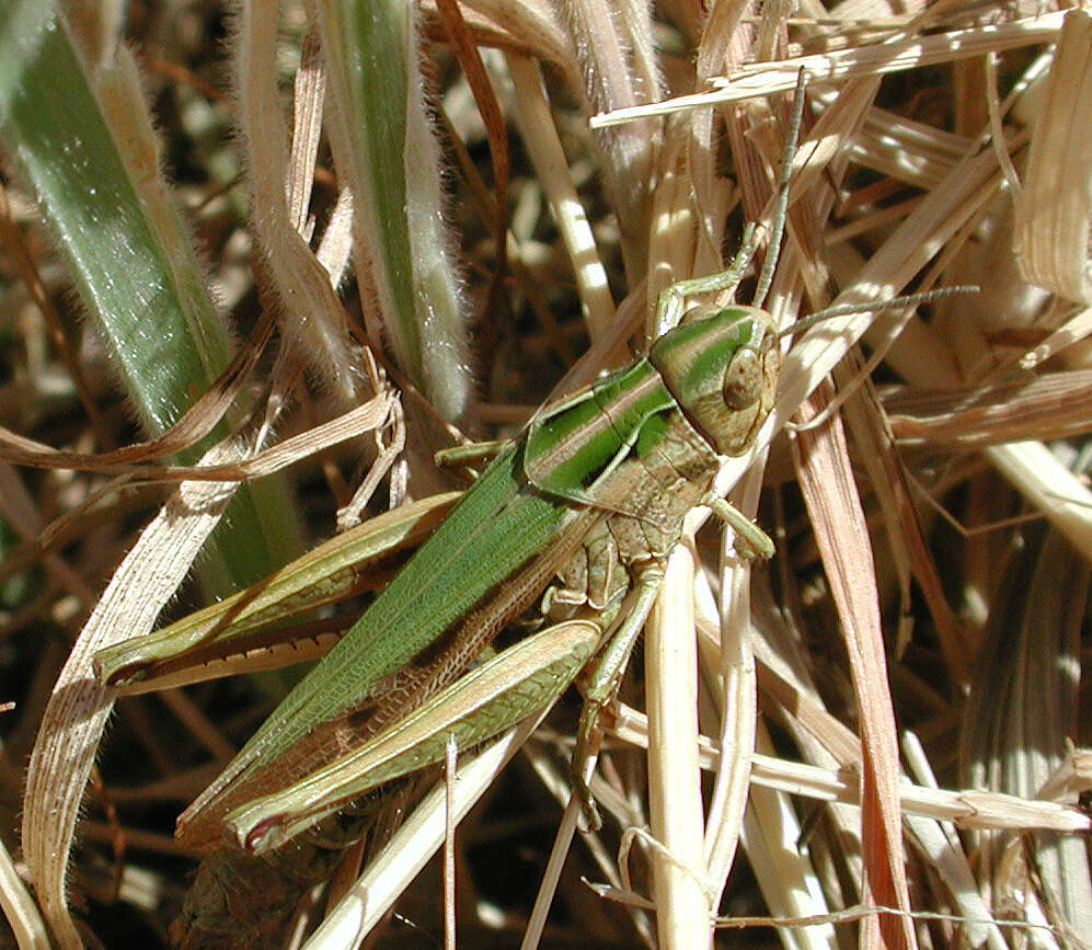 Image of Common green grasshopper