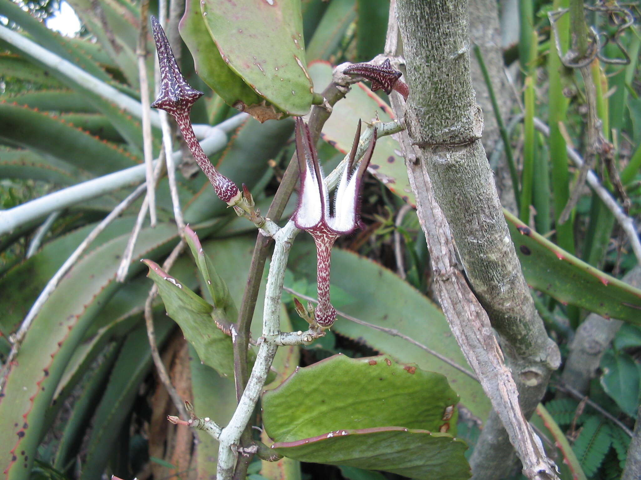 Image de Ceropegia