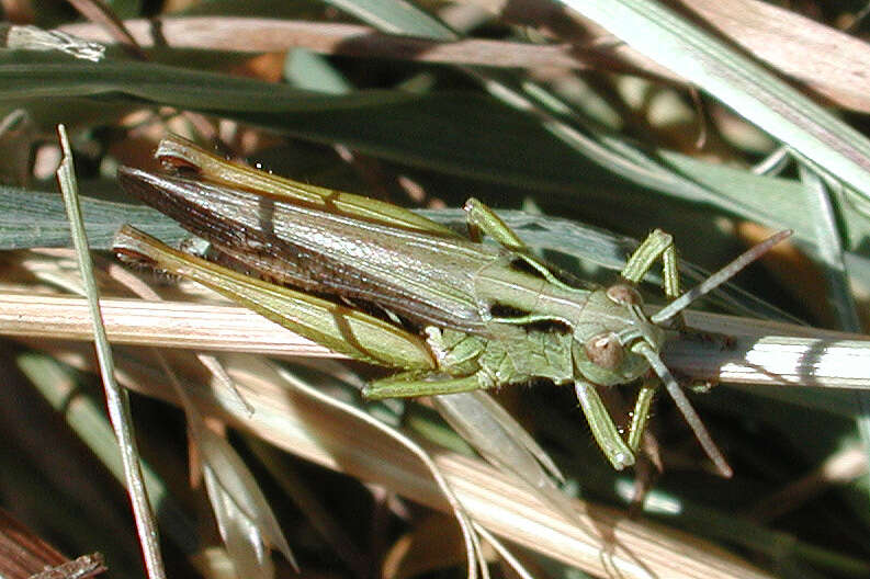 Image of Common green grasshopper