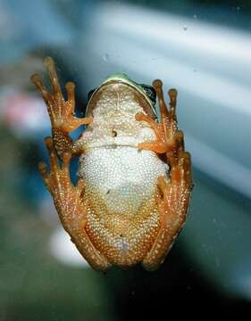 Image of Common tree frog