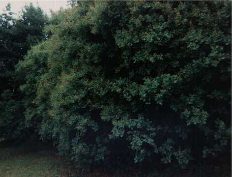 Image of European smoketree