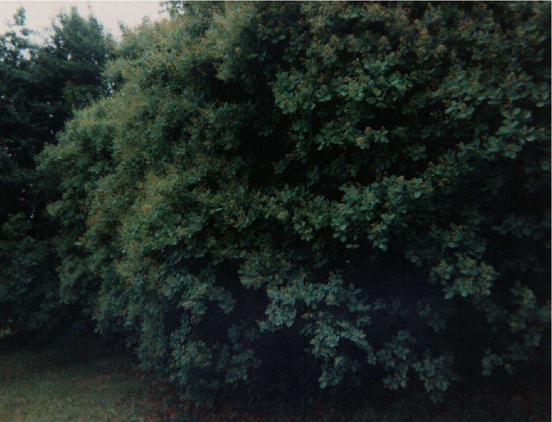 Image of European smoketree