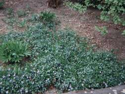 Image of coral beauty cotoneaster