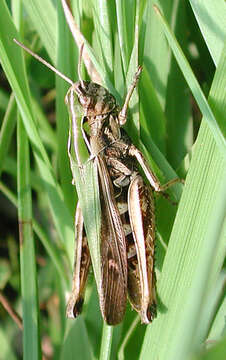 Imagem de Omocestus (Omocestus) viridulus (Linnaeus 1758)