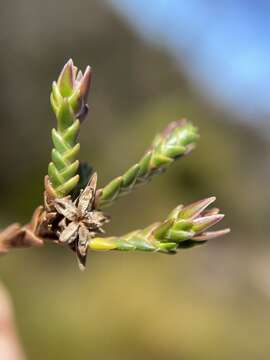 Image of Sprengelia distichophylla (Rodway) W. M. Curtis