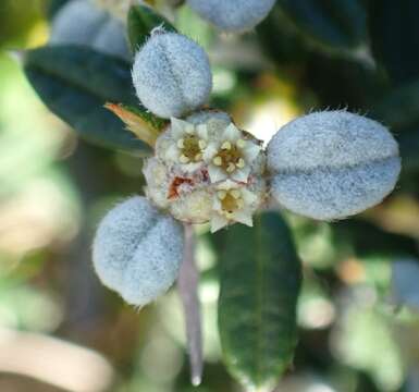 Image of Spyridium vexilliferum var. latifolium Benth.