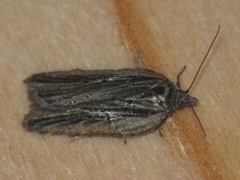 Image of Acleris hastiana Linnaeus 1758