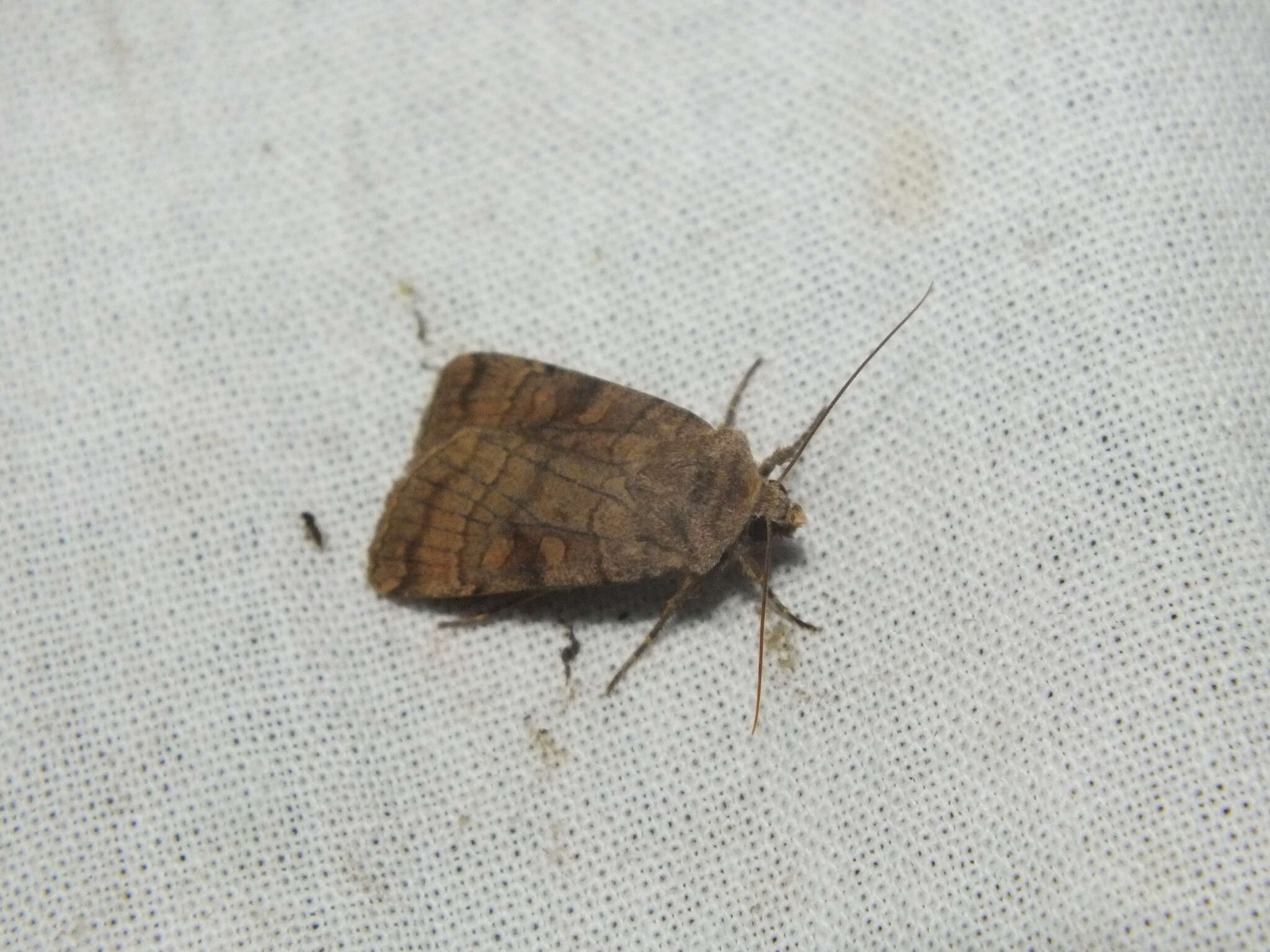 Image of six-striped rustic