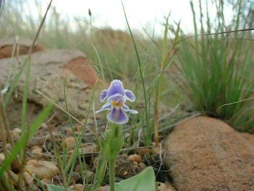 Imagem de Craterostigma plantagineum Hochst.