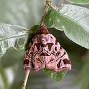 Sivun Marcipa maculifera Mabille 1881 kuva