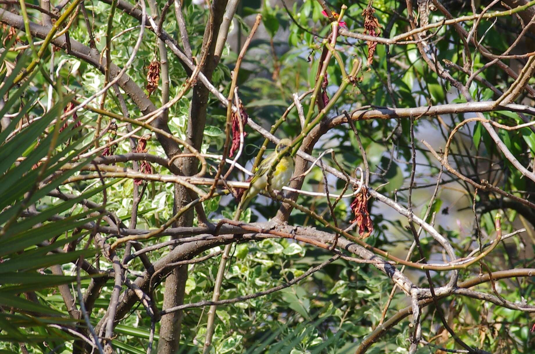 Image of African Masked Weaver