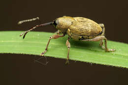 Imagem de Curculio nucum Linnaeus & C. 1758