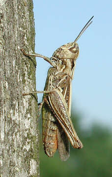 Image of bow-winged grasshopper