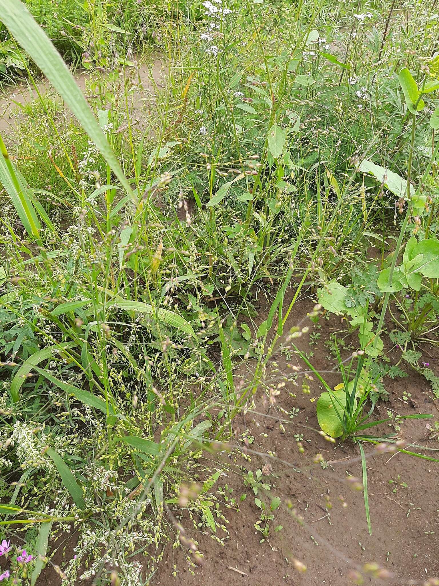 Image of broomcorn millet