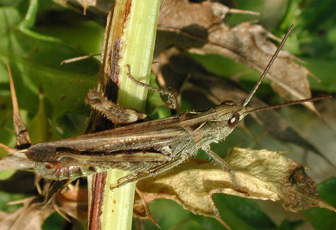 Chorthippus (Glyptobothrus) biguttulus (Linnaeus 1758) resmi