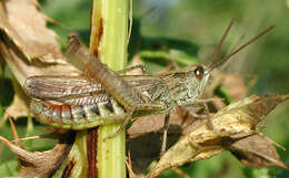 Chorthippus (Glyptobothrus) biguttulus (Linnaeus 1758) resmi