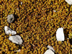 Image of tortella moss