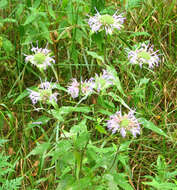 Image of wild bergamot