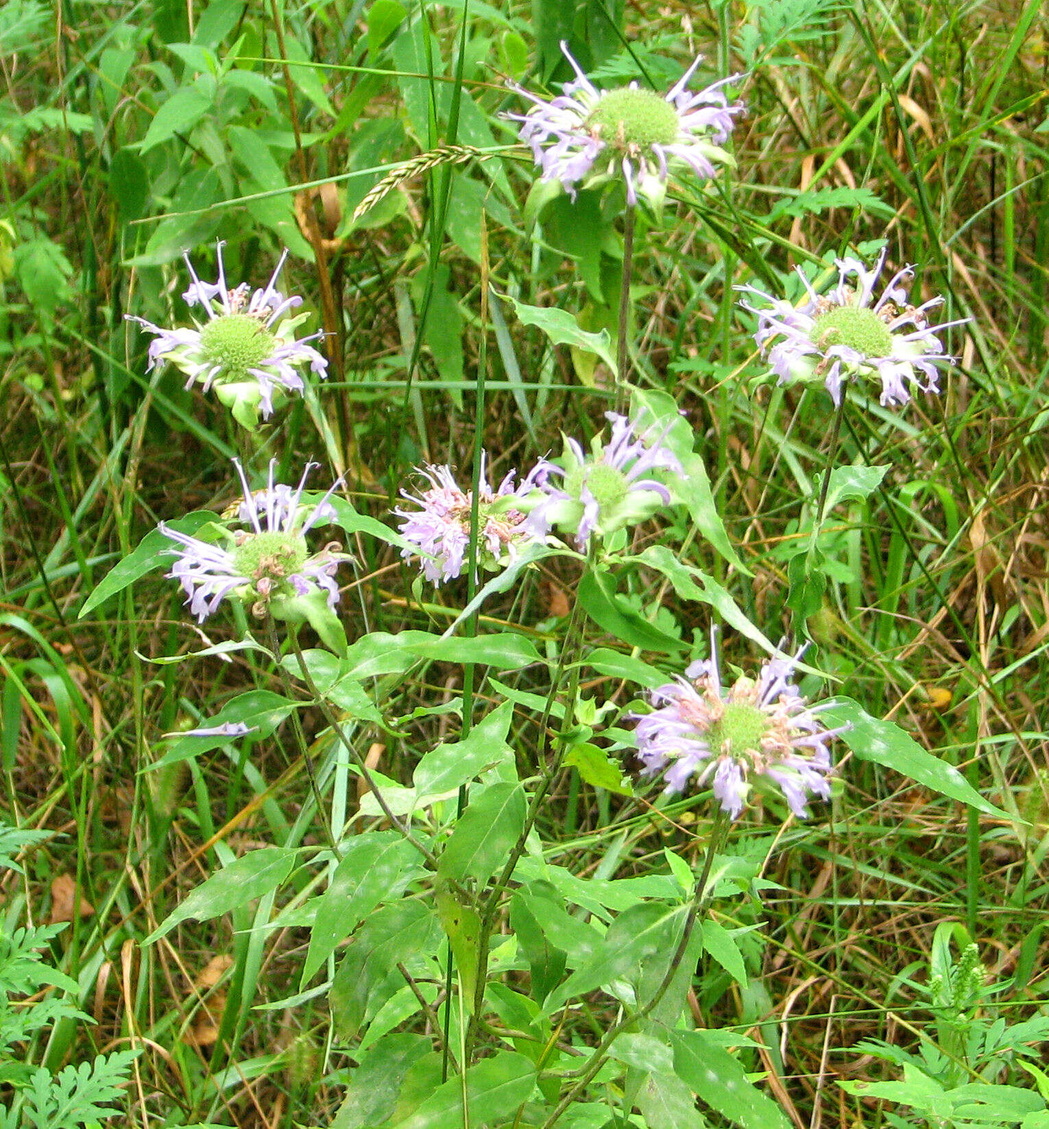 Image of wild bergamot