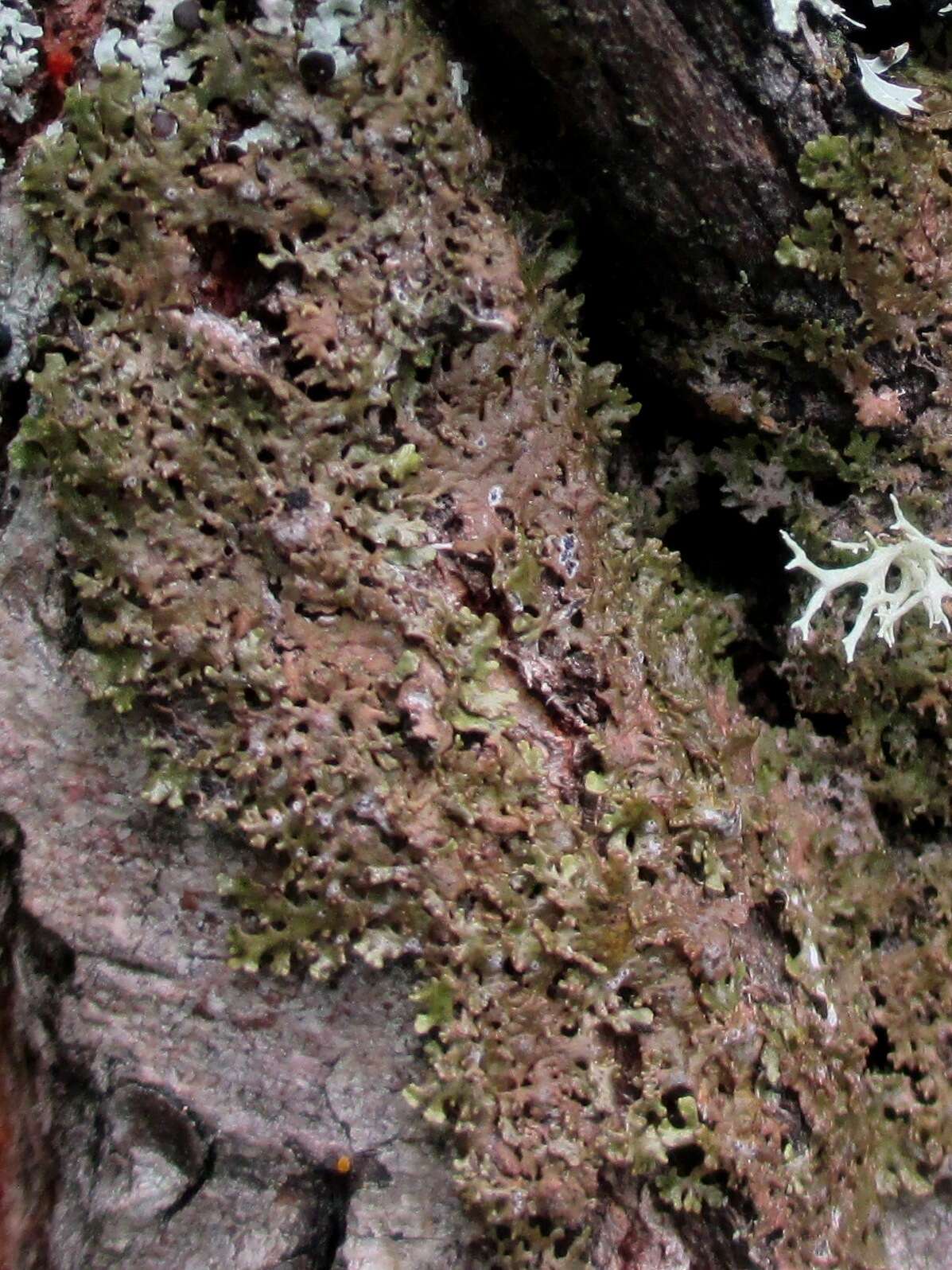 Image of melanelia lichen