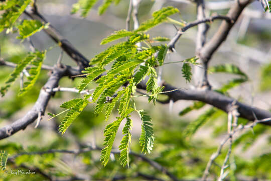 Imagem de Vachellia tortuosa (L.) Seigler & Ebinger