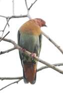 Image of Cinnamon-headed Green Pigeon