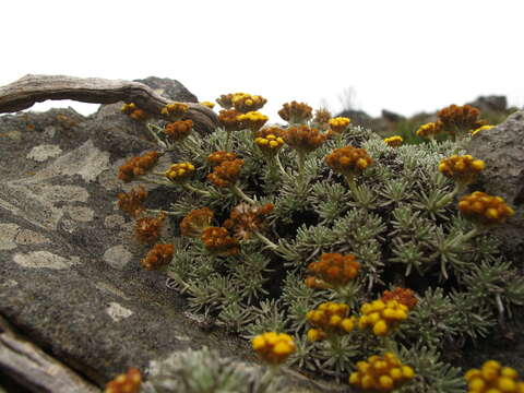 Image of Helichrysum galpinii N. E. Brown