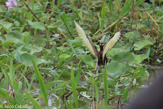 Image of Wattled Jacana