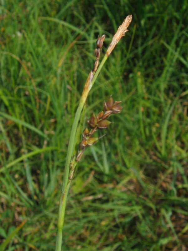 Image of carnation sedge